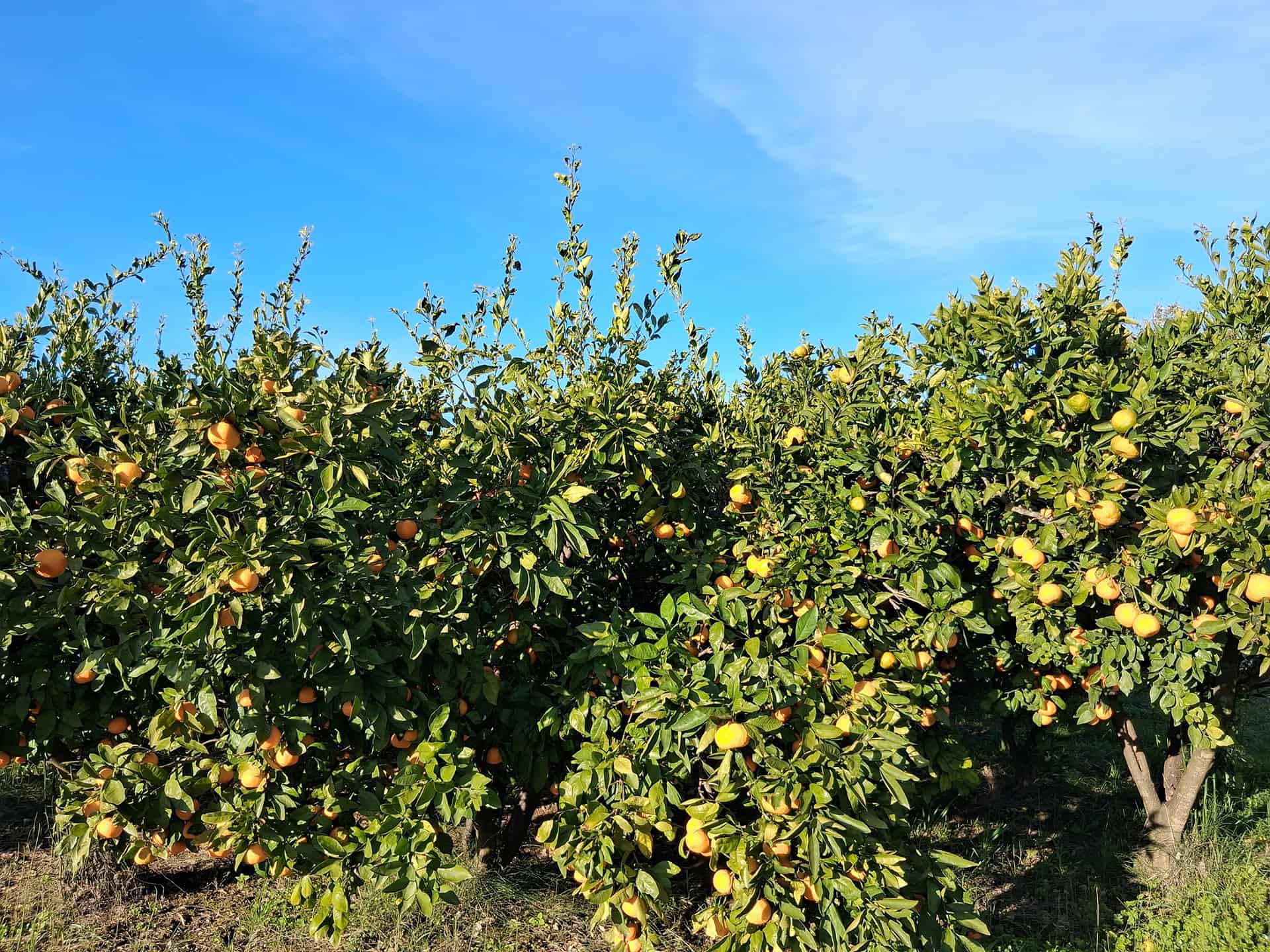 Mandarin Harvest – Autumn in the Neretva Valley