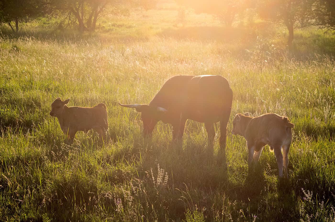 Milovice Nature Reserve – From army base to wild landscapes