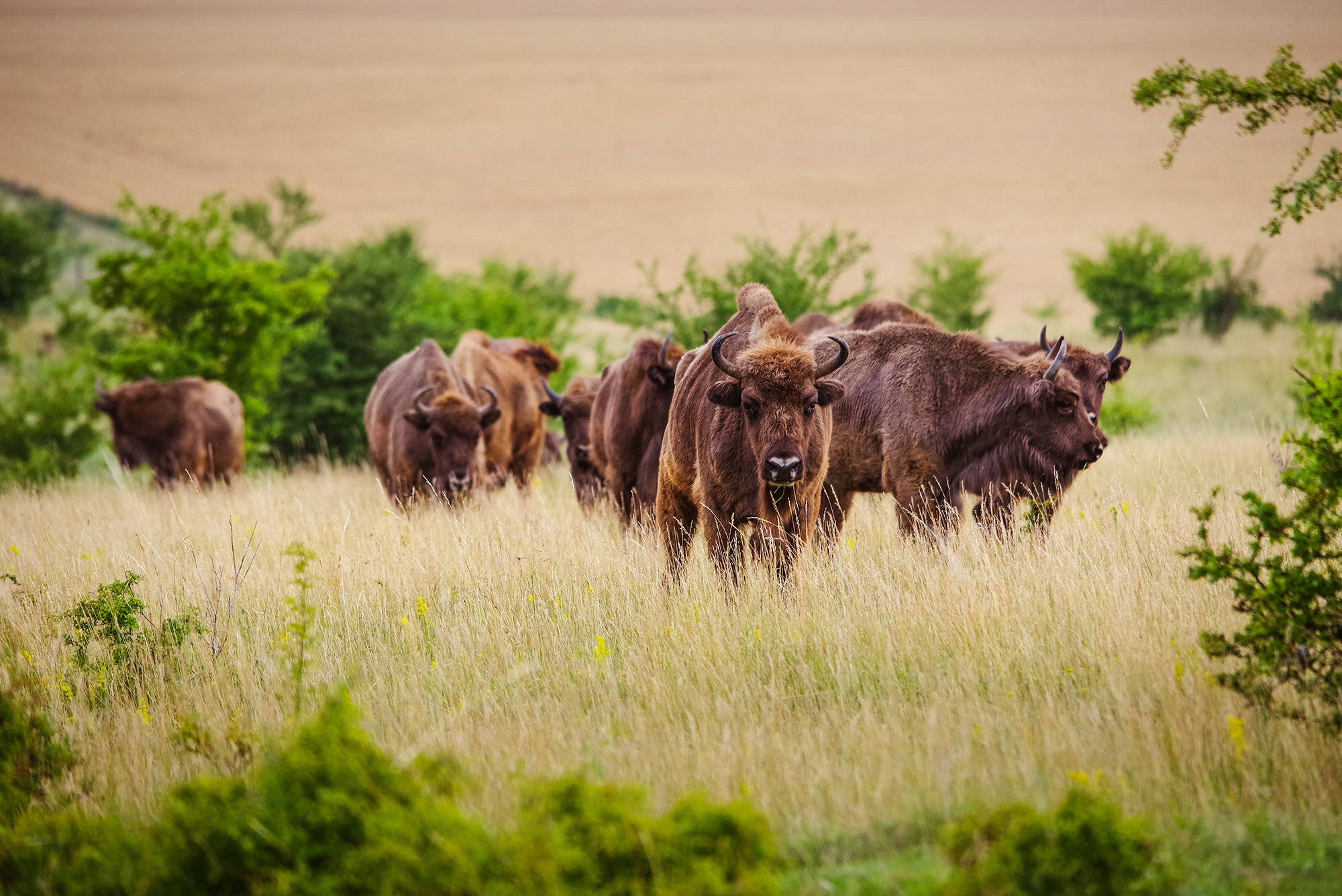 Milovice Nature Reserve – From army base to wild landscapes