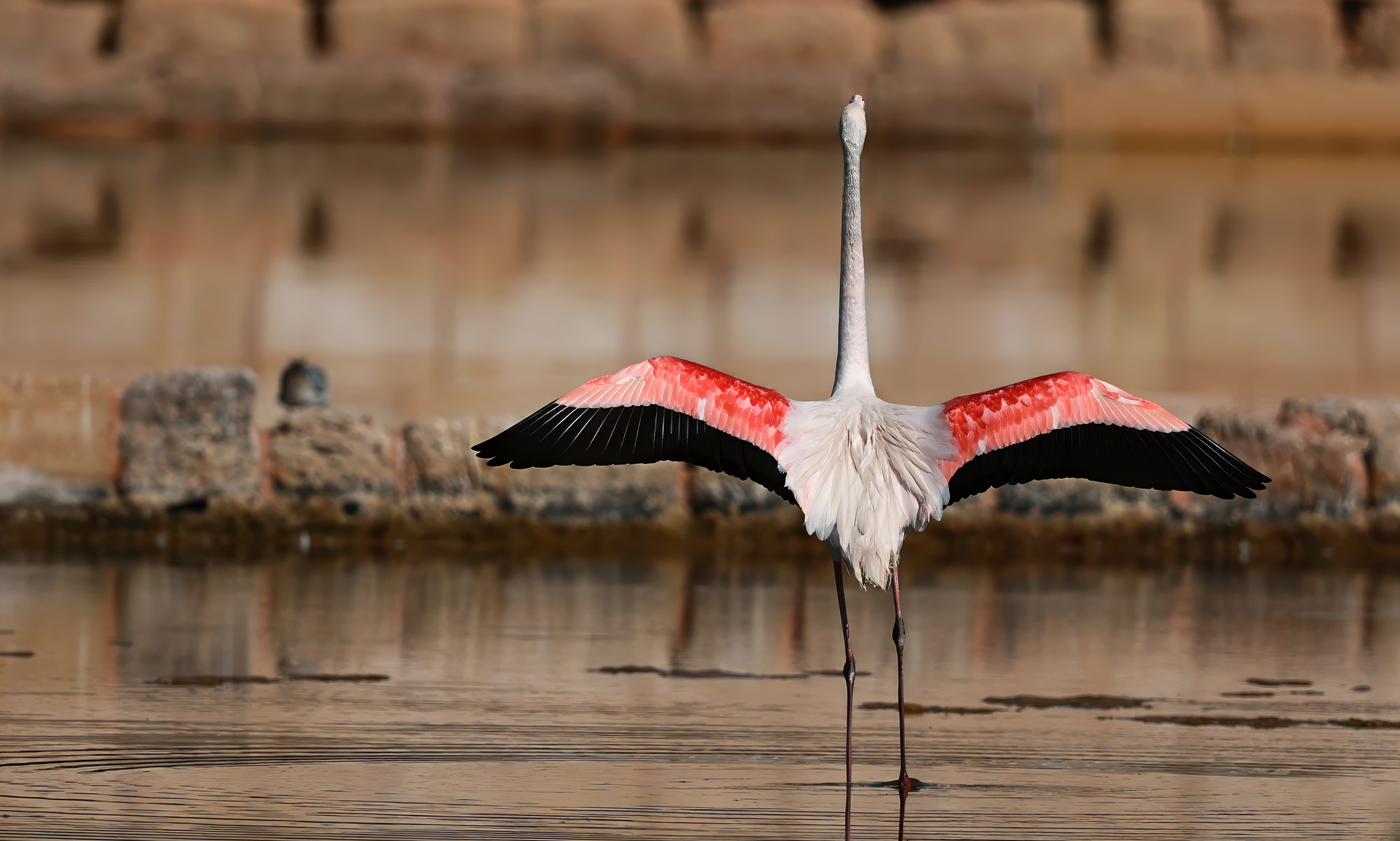 Salina Nature Reserve – From saltpans to wildlife haven