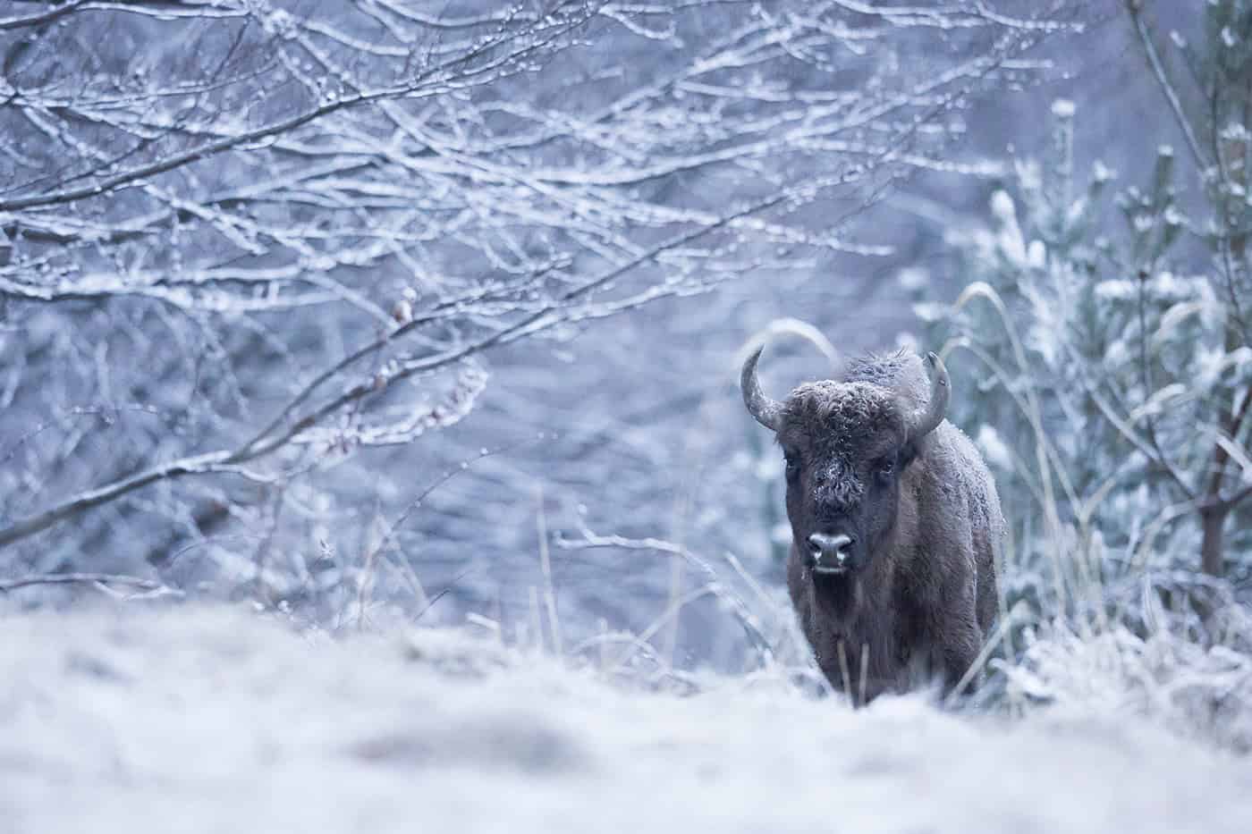 WeWilder – Where bison bring a community back to life