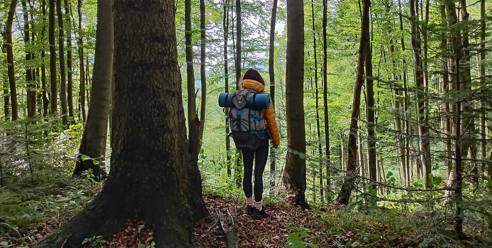 Poloniny National Park – Where the forest feels endless