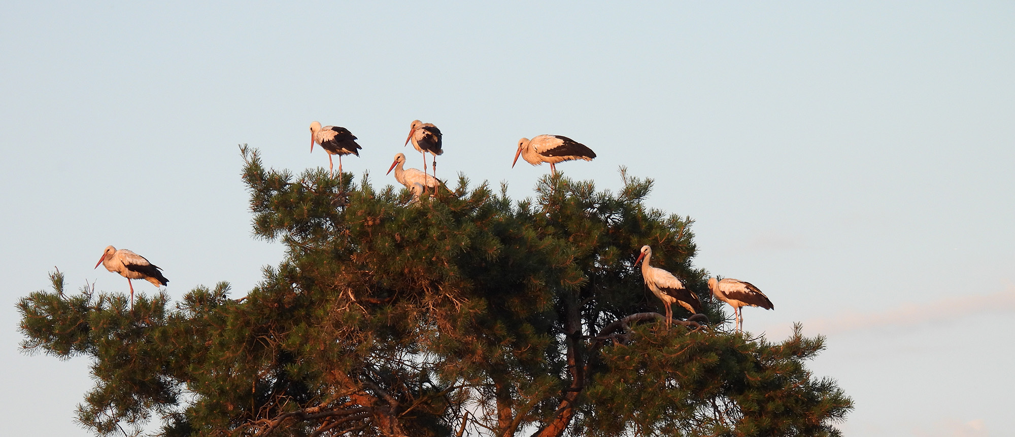 Philippe the Stork – The Bird that changed a village