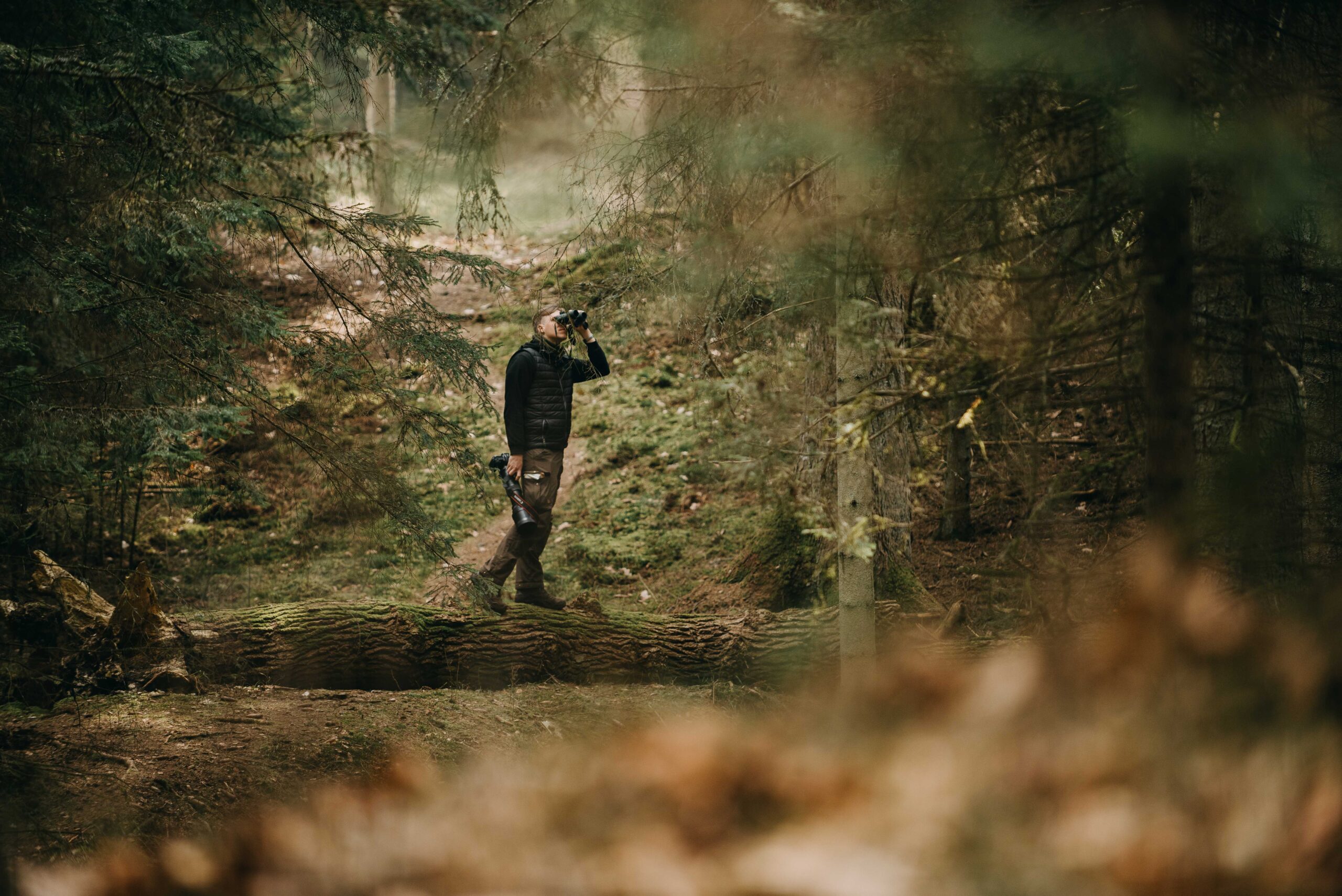 Birdwatching in acient forestJuodkrantė, author Andrius Kundrotas_smaller