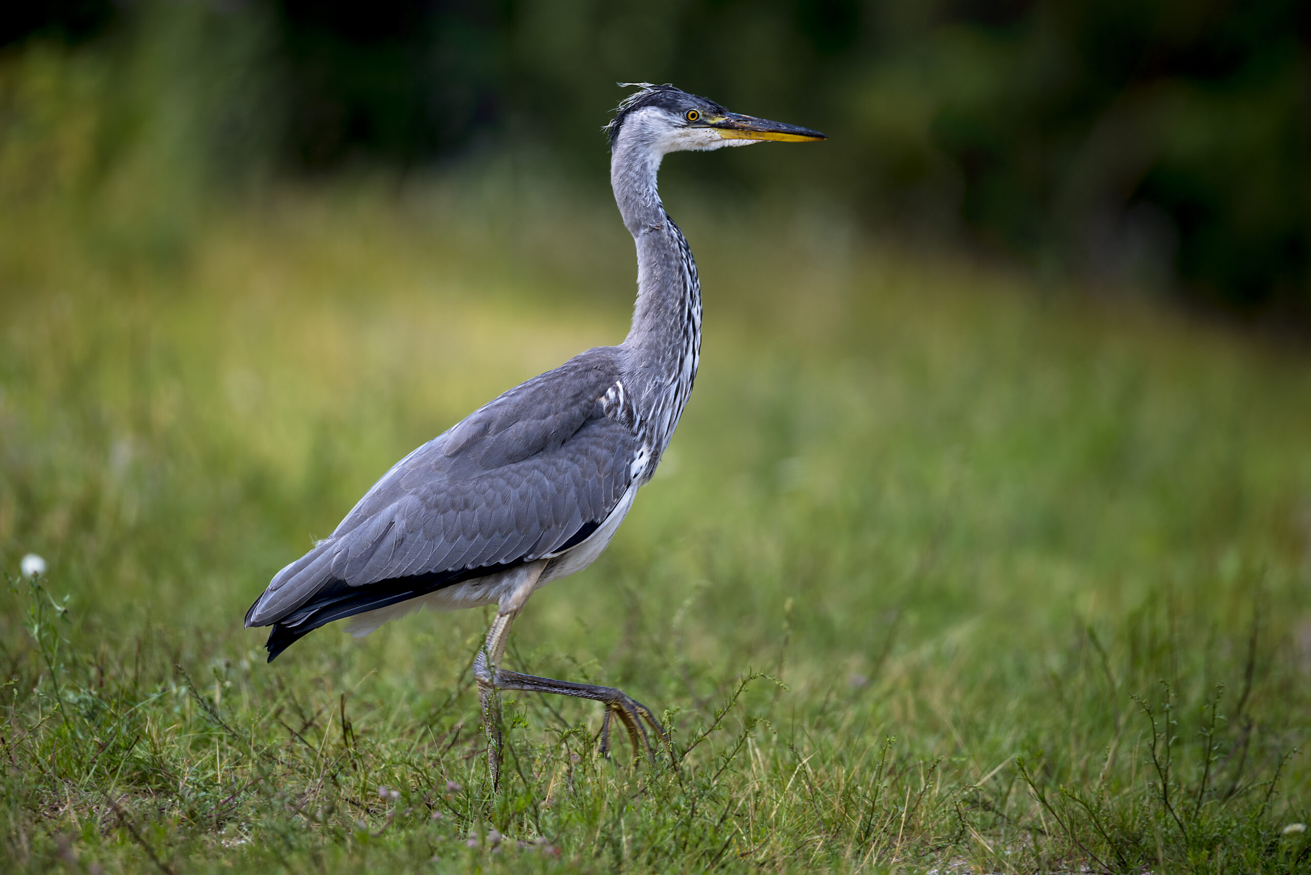 Heron, The Curonian Spit – ©Laimonas Ciūnys_Lithuania Travel