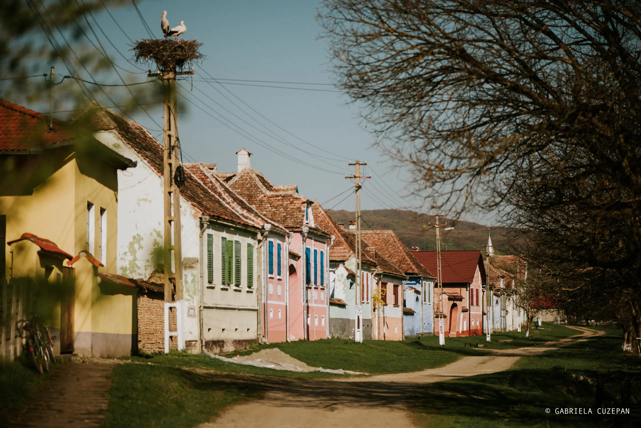 Stejarisu (c)