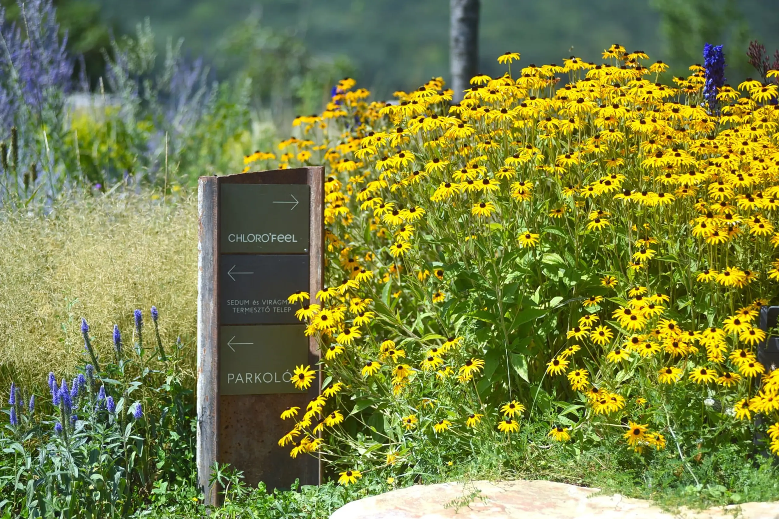 Chloro’Feel – Where green thinking comes to life